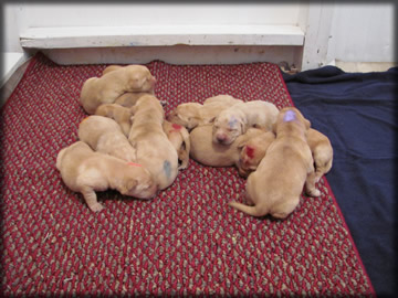 Sue pups 1 week